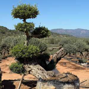 Bonsai caído