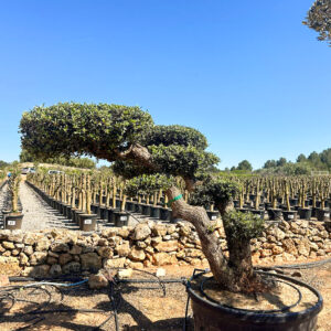 Olivo  Bonsai 500lt