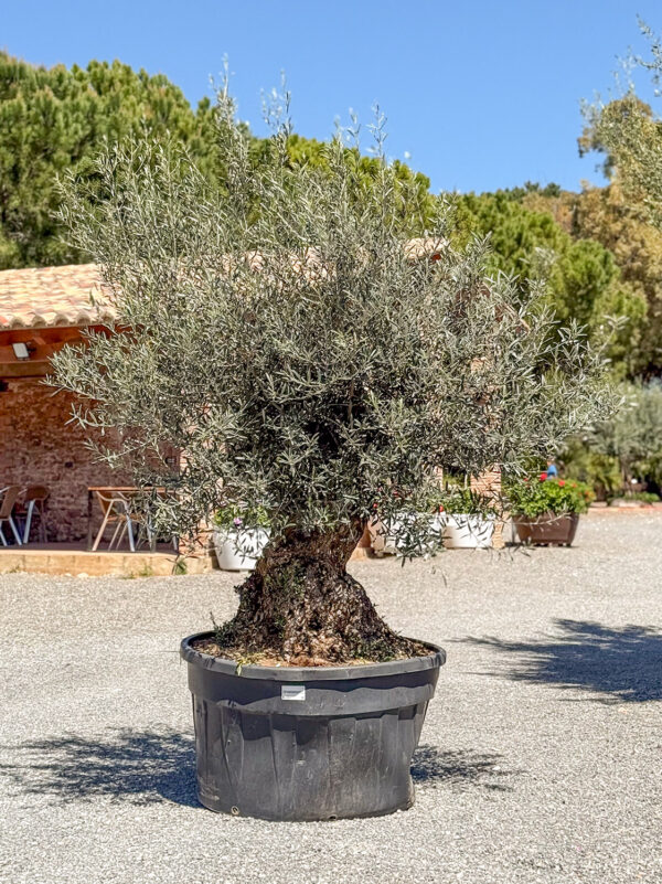 Olivo pata malla